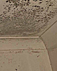 Annies Commercial Cleaning, Ceiling Mould